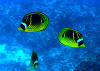Raccoon Butterfly fish