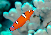 Juvenile Yellowtail Wrasse