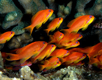 Thailand underwater, Ocean Rover 2004