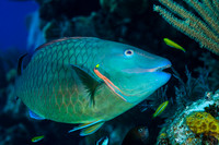 Southern Cross Club- Little Cayman July 14-24, 2015