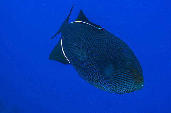 Black Durgeon (Triggerfish family)