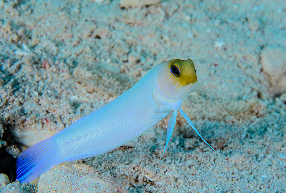 Yellowhead Jawfish