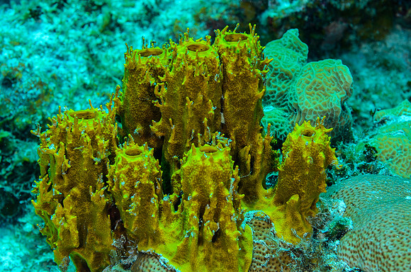 Yellow tube sponges