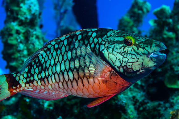 Stoplight Parrotfish