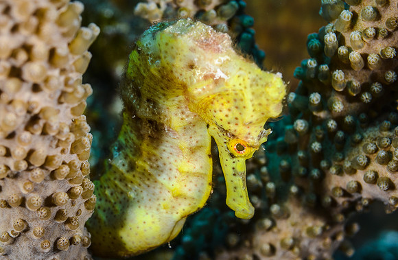 Longsnout Seahorse (4-5 inches)