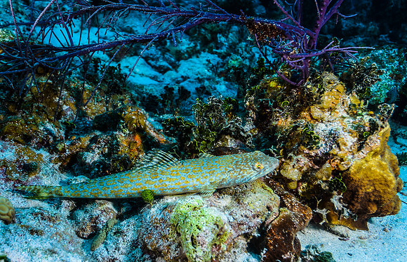Lizardfish