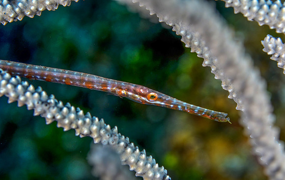 juvenile Trumpetfish ( 3-5 inches)
