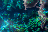 looking down at reef from the boat
