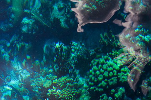 looking down at reef from the boat