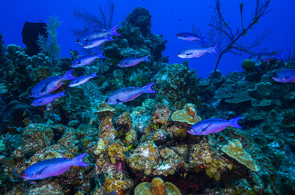 Creole Wrasse