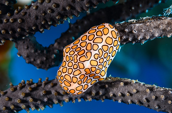Flamingo tongue (1-1 1/2 inches)