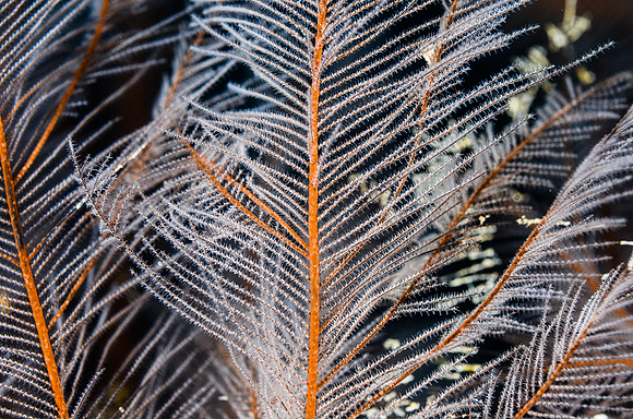 Feather Black coral ( 90 ft.)