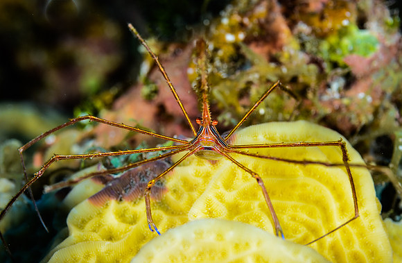 Arrow crab (3-4 inches)