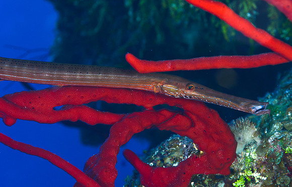Trumpetfish( 1 1/2-2 1/2 ft.) in red gorgonians
