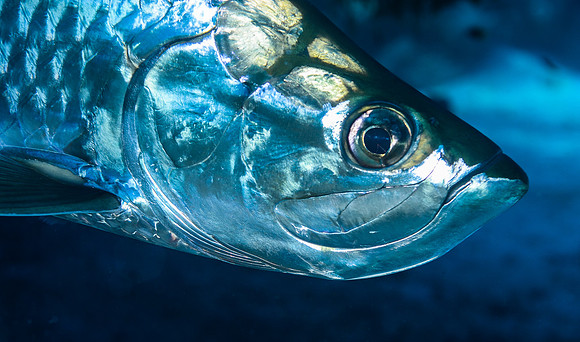Tarpon