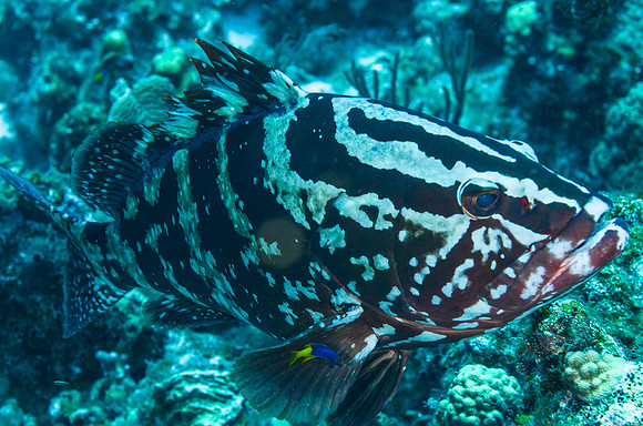Nassau Grouper