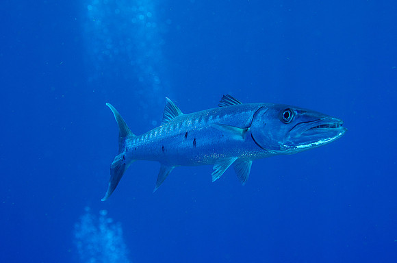 Great Barracuda