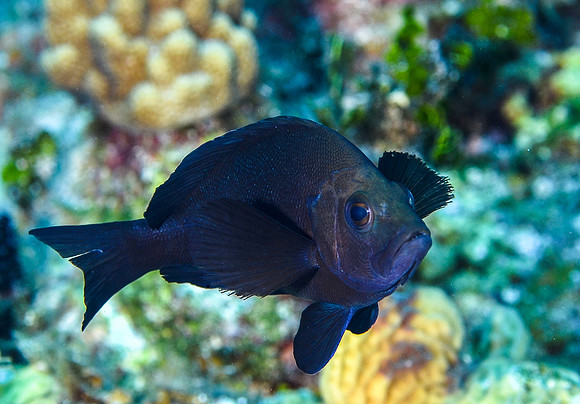 Black Hamlet
