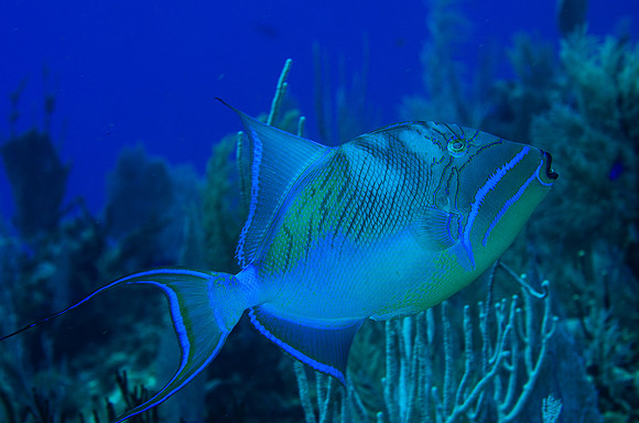 Queen Triggerfish