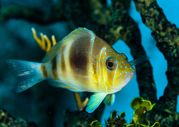 Barred Hamlet