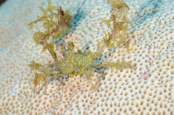 decorator crab
