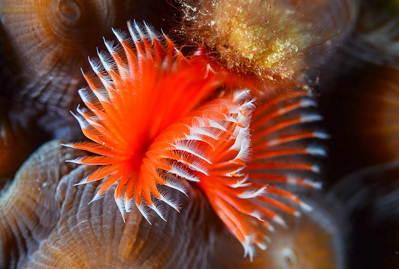 Star Horseshoe worm