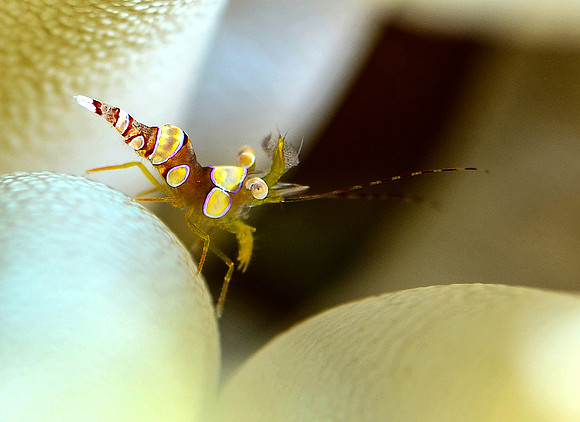 Squat anemone shrimp (1/4-1/2 inch)