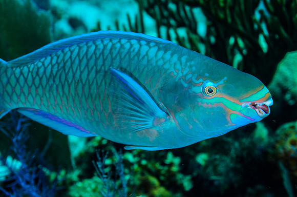 Queen Parrot fish