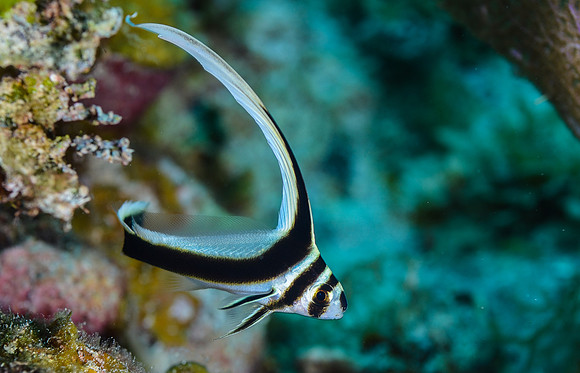 juvenile Spotted Drum (1-3 1/2 inches)