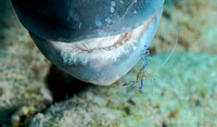 Cleaner shrimp on Dog snapper