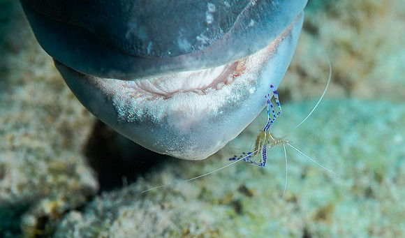 Cleaner shrimp on Dog snapper