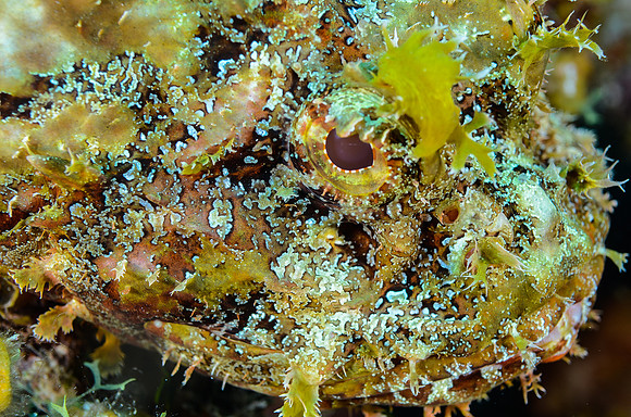 close-up Scorpion fish