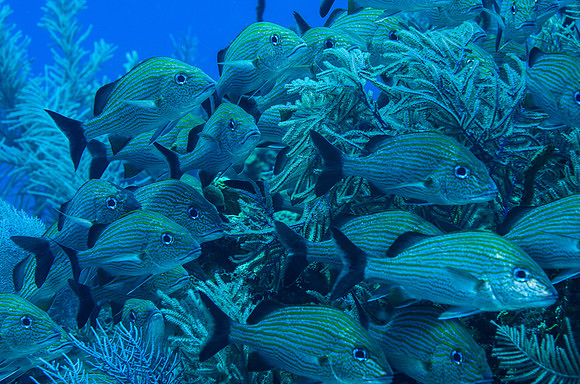 Blue-stripped Grunts