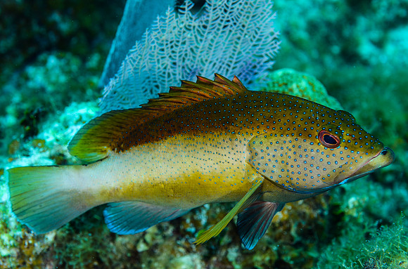 Bicolored Coney
