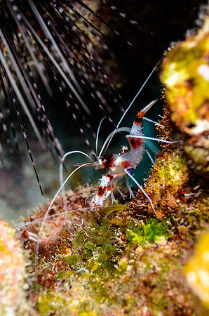 Banded Coral shrimp