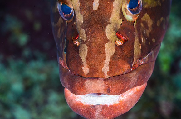 Nassau Grouper