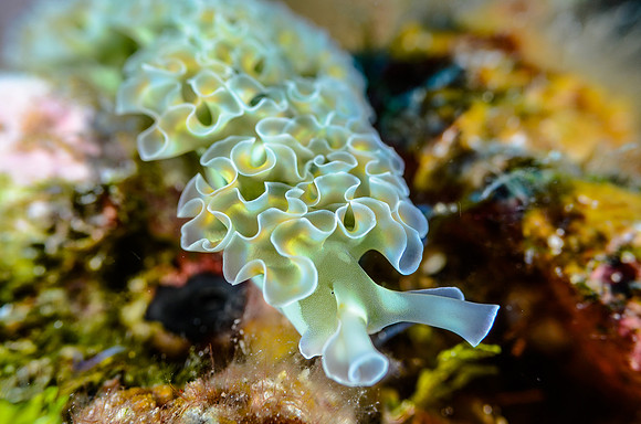 Lettuce leaf Nudibranch (slug)