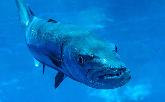 Barracuda