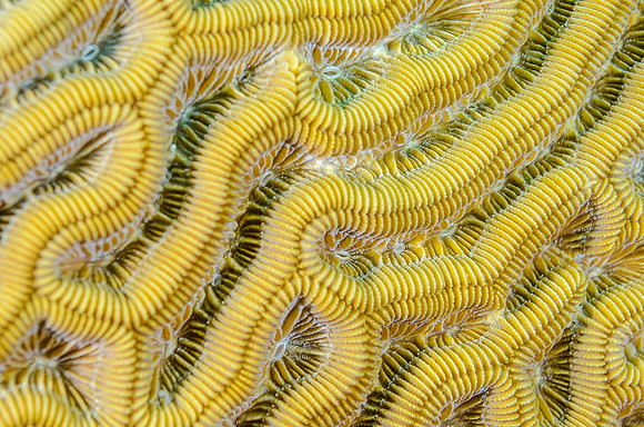 brain coral