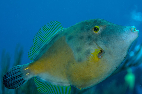 White spotted filefish