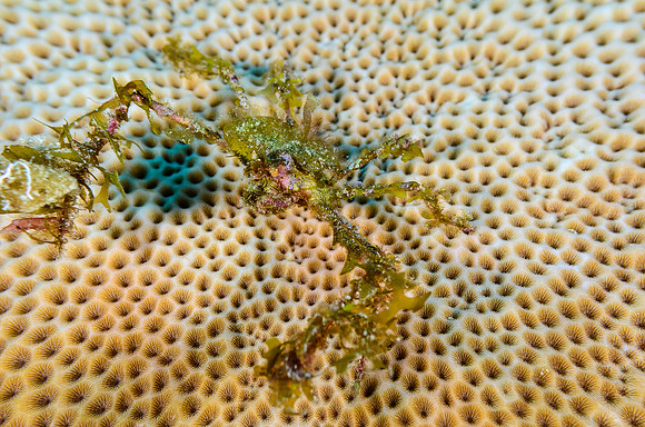 decorator crab