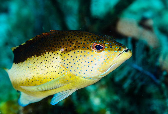 Bicolor (phase) Coney