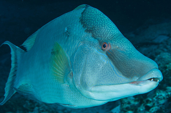 Big Hogfish