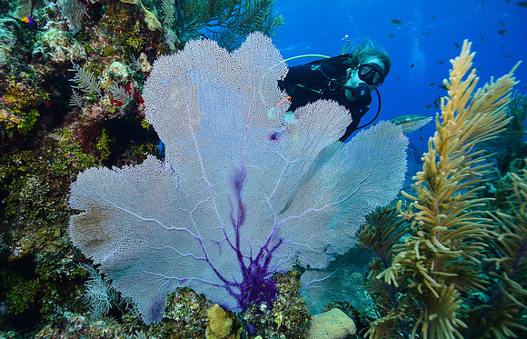 Beautiful sea fan (Divemaster Sherry)