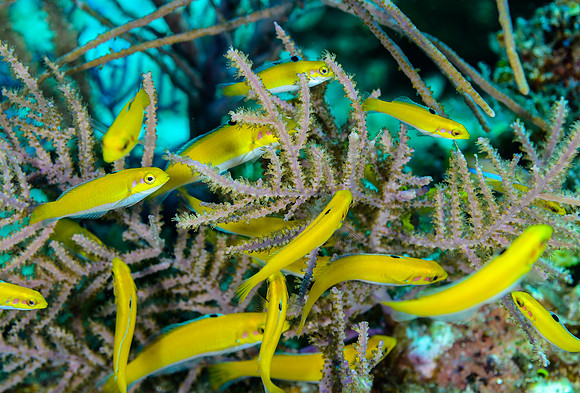juvenile bluehead wrasses