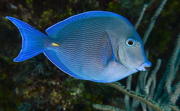 Blue Tang (Surgeonfish)