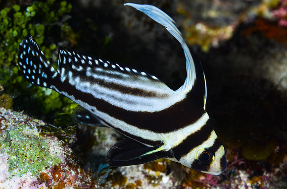 Spotted Drum (4-6 inches)