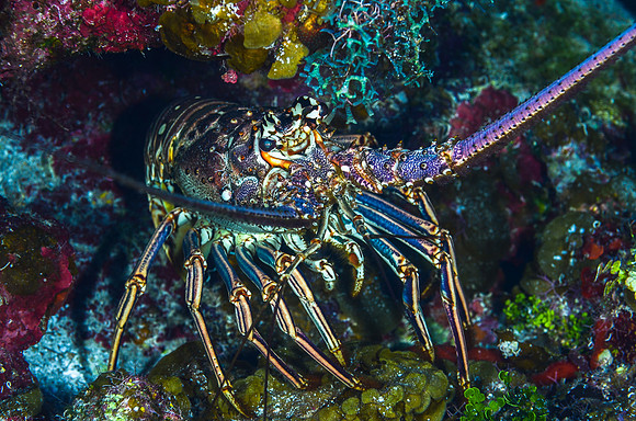 Spiny lobster