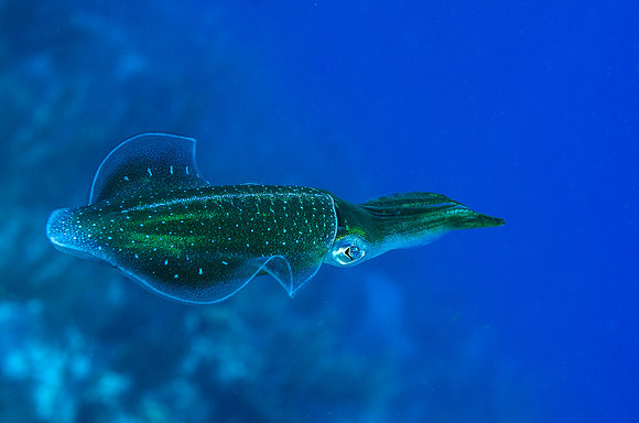 Caribbean reef squid