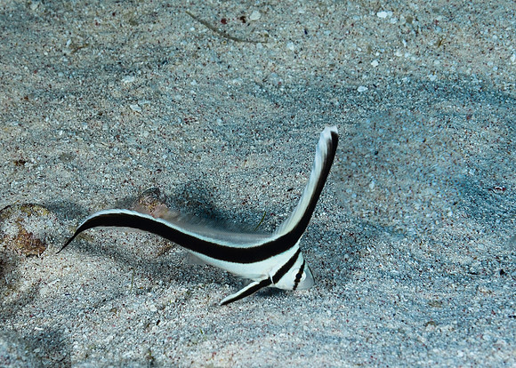 Juvenile Jackknife fish
